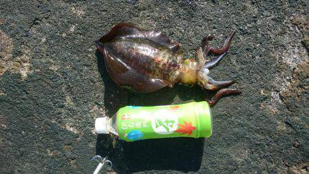 アオリイカ狙いで今日も行ってきました。