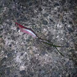 イカを求めてあちこちと・・・