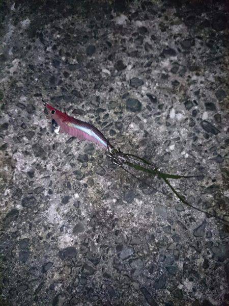 イカを求めてあちこちと・・・