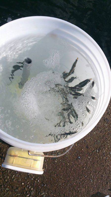 西宮ケーソンサビキ