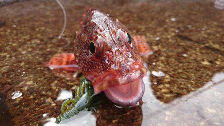 ヒラマサ釣れず・・・