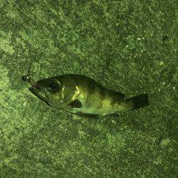 大阪南をランガン