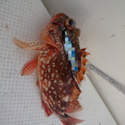 エギング&サゴシング