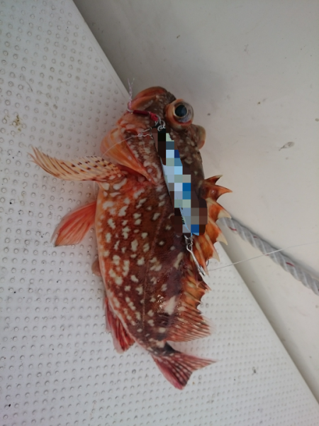 エギング&サゴシング