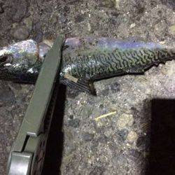 豆アジングで中サバ