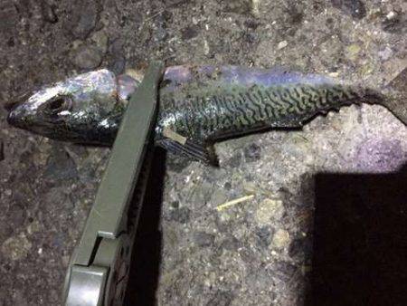 豆アジングで中サバ