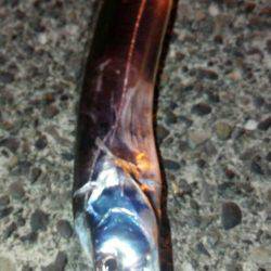 焼津　石津浜でアオリイカ　湾内で太刀魚、タコ、コウイカの釣果