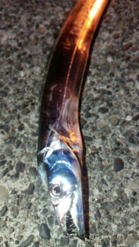 焼津　石津浜でアオリイカ　湾内で太刀魚、タコ、コウイカの釣果