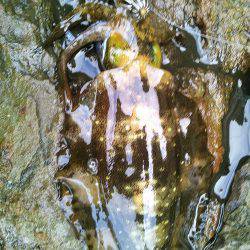 ジジジッ ジジッジジ