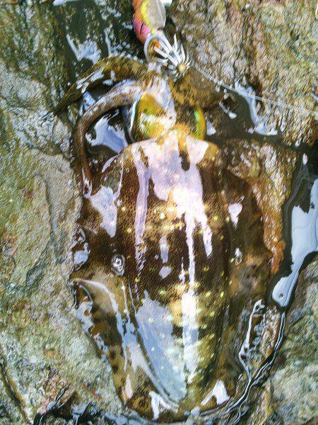 ジジジッ ジジッジジ