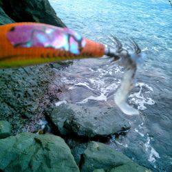 まだあきらめてません？