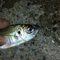 夕マズメに間に合ったが…