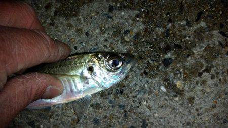 夕マズメに間に合ったが…