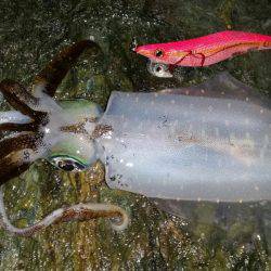 おいしくイカダキマス