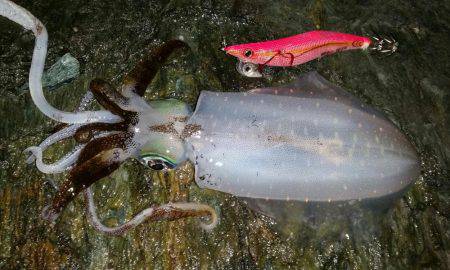 おいしくイカダキマス