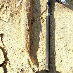 昨日はアジング、今日は………