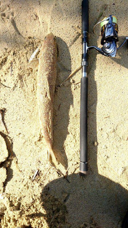 昨日はアジング、今日は………