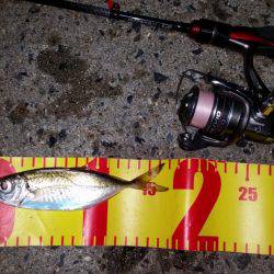 ムコイチ→舞洲