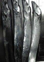 ワインドのはずが