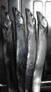 ワインドのはずが