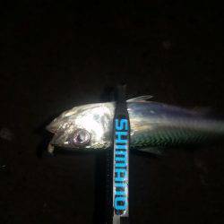 980ロッドデビュー