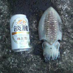 久しぶりのイカですが・・・！