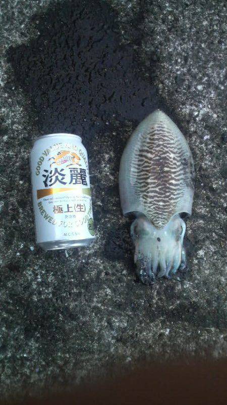 久しぶりのイカですが・・・！