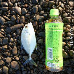 ジグサビキさまさま