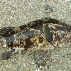 舞洲ルアーフィッシング