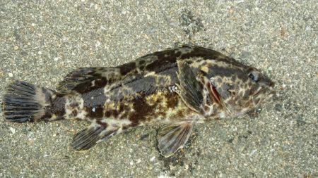 舞洲ルアーフィッシング