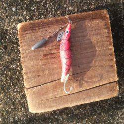 イカがいなくてもタコがいる!