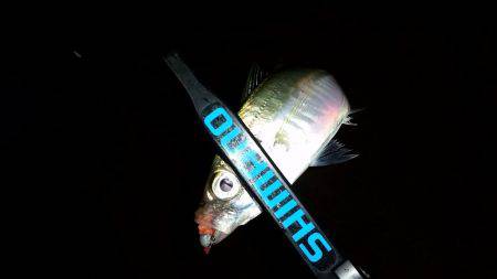 悶絶アジング♪