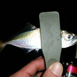 ワインドからのアジ調査