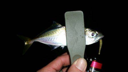 ワインドからのアジ調査