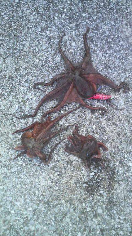 タコ、タコ、タコの3タコや!