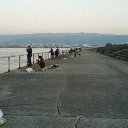 朝マズメ、パワーシャッド一閃。8本ゲットしました