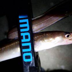 アジングでまさかの…!?