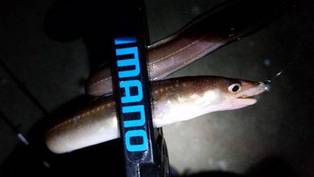 アジングでまさかの…!?