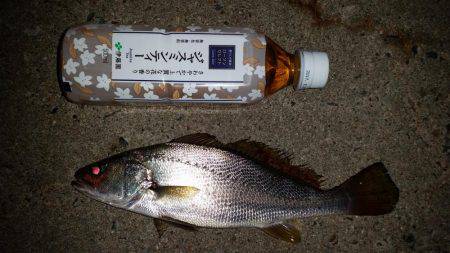 アジングのはずが…