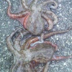 タコに集中した