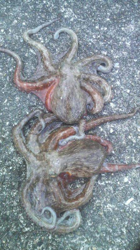 タコに集中した