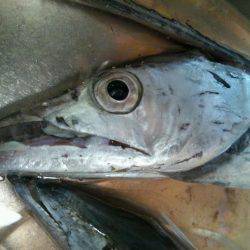 水軒でタチウオ