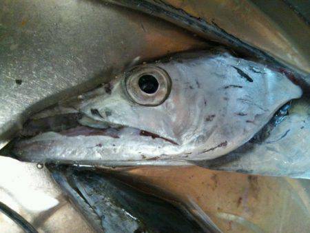 水軒でタチウオ