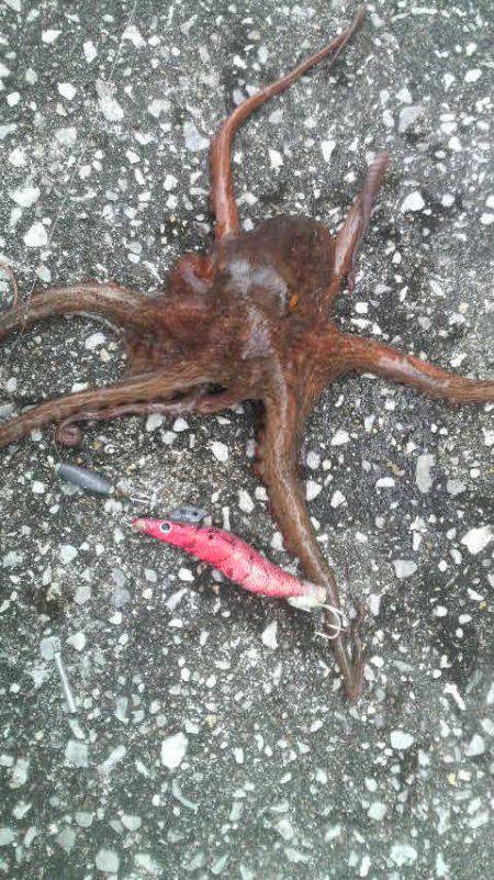 タコ１．５匹です（笑）