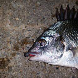 舞洲でアジング!