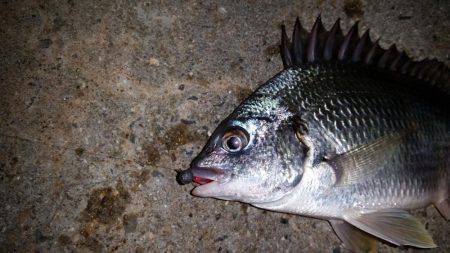 舞洲でアジング!