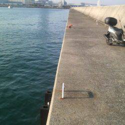 短い時間でもタコが釣れた!