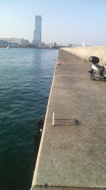 短い時間でもタコが釣れた!