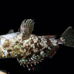 アジング終盤戦