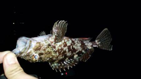 アジング終盤戦